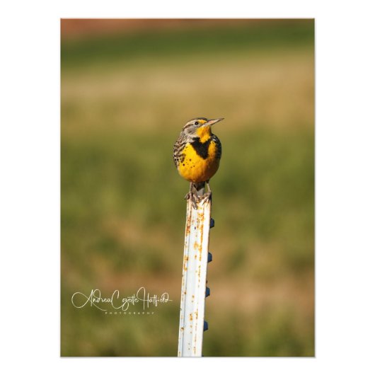 Impression Photo Arizona Meadow Lark (Devant)
