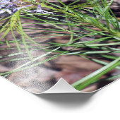 Impression Photo Arkansas Bluestar Needleleaf (Coin)