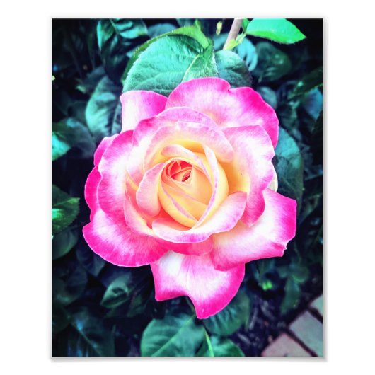 Impression Photo Arrêter et sentir les Roses (Devant)