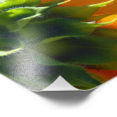 Impression Photo Arrière du tournesol (Coin)