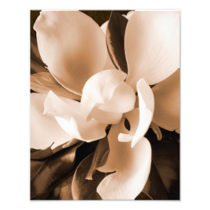 Impression Photo Arrière - plan noir blanc Magnolia Flower