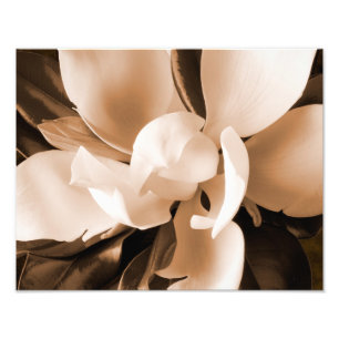 Impression Photo Arrière - plan noir blanc Magnolia Flower