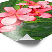 Impression Photo Art de Frangipanier Tropical Rose (Coin)