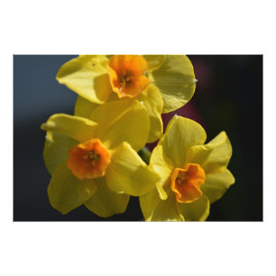 Impression Photo Art de la fleur de la jonquille jaune printemps.