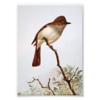Impression Photo Art Vintage Flycatcher à cris