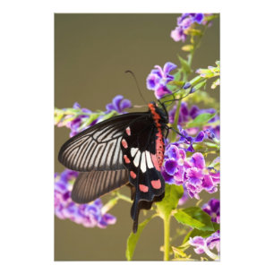 Impression Photo Asie du Sud-Est, Thaïlande, Doi Inthanon, Papilio
