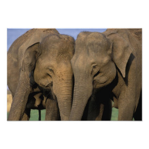 Impression Photo Asie, Inde, Parc national de Nargahole. Indien