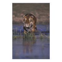ASIE, Inde Tigre marchant dans l'eau