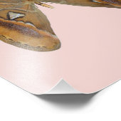 Impression Photo Atlas Moth (Coin)