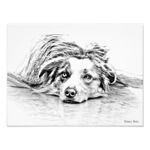 Impression Photo Australian Shepherd dog art