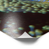 Impression Photo Australie, Grande Barrière de corail, Anémonefish (Coin)