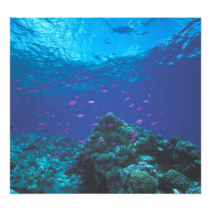 Impression Photo Australie, Grande Barrière de corail. Fourmillemen