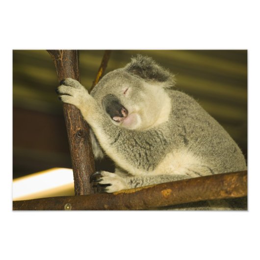 Impression Photo Australie, Queensland, Brisbane. Fig Tree (Devant)