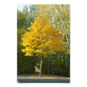 Impression Photo Automne