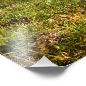 Impression Photo Automne dans le parc national de Shenandoah, Virgi (Coin)