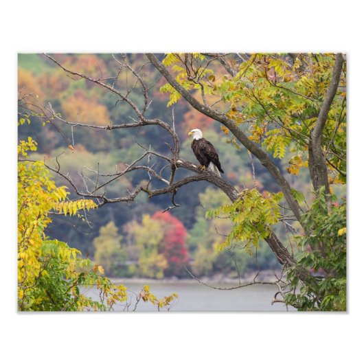 Impression Photo Automne de Bald Eagle (Devant)