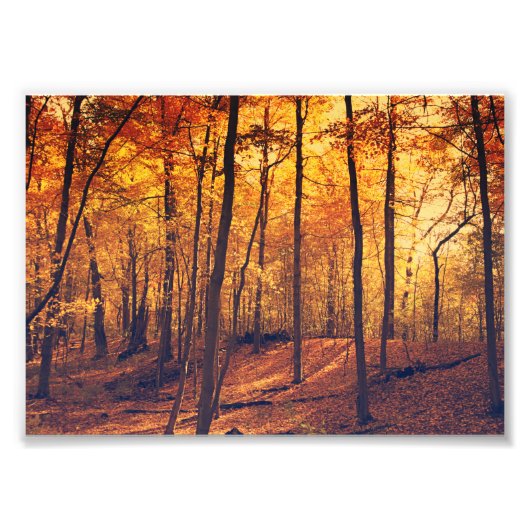 Impression Photo Automne Forêt Feuilles Art (Devant)