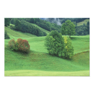 Impression Photo Autriche. Colline verte en pente douce et arbres