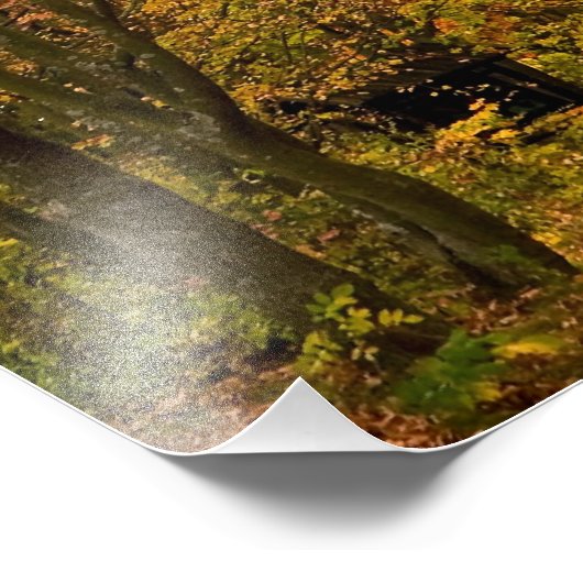 Impression Photo Autumn forest (Coin)