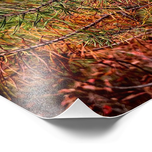 Impression Photo Autumn Pine Needles  (Coin)