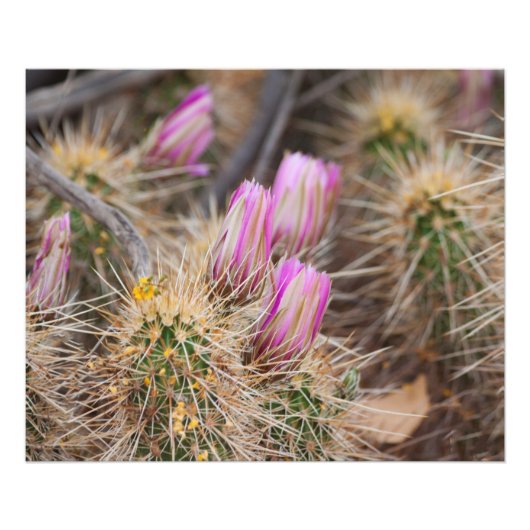 Impression Photo avant les fleurs (Devant)