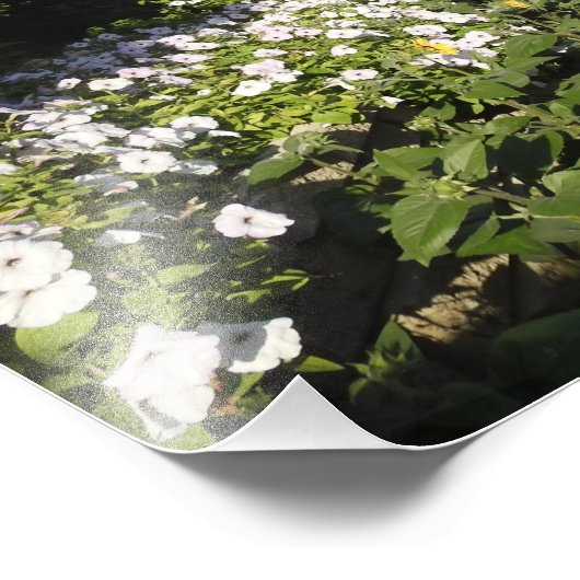 Impression photo avec Petunias (Coin)