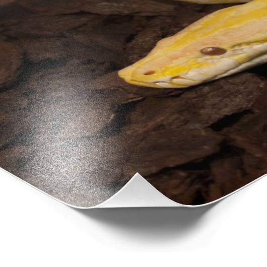 Impression Photo Awesome Yellow Burmese Python (Coin)
