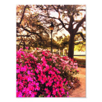 Azaleas Dans Le Parc Forsyth