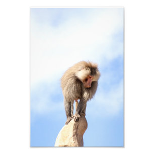 Impression Photo Babouin majestueux sur un sommet de montagne