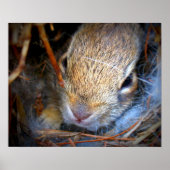 Impression photo Baby Bunny (Devant)
