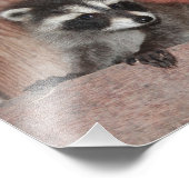 Impression Photo Baby Raccoon trouvé dans la grange (Coin)