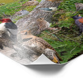 Impression Photo Backyard Birds of Virginia 17"x11" (Coin)