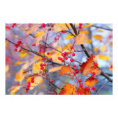 Impression Photo Baies d'aubépine délicates en automne (Devant)