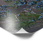 Impression Photo Baies de genévrier (Coin)