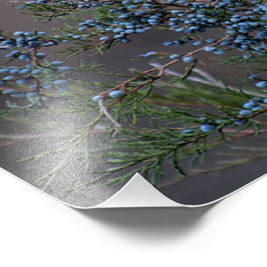 Impression Photo Baies de genévrier (Coin)