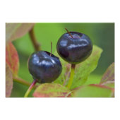 Impression Photo Baies mûres dans le Flathead National 2 (Devant)