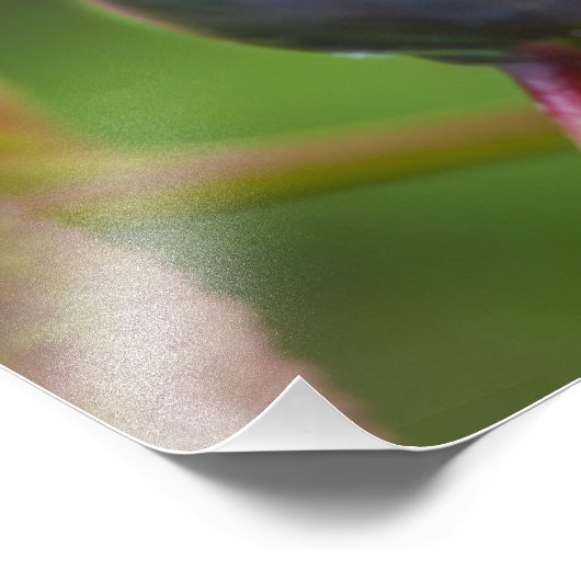 Impression Photo Baies mûres dans le Flathead National 2 (Coin)