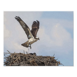 Impression Photo Balbuzard dans un nid