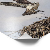 Impression Photo Balbuzard dans un nid (Coin)