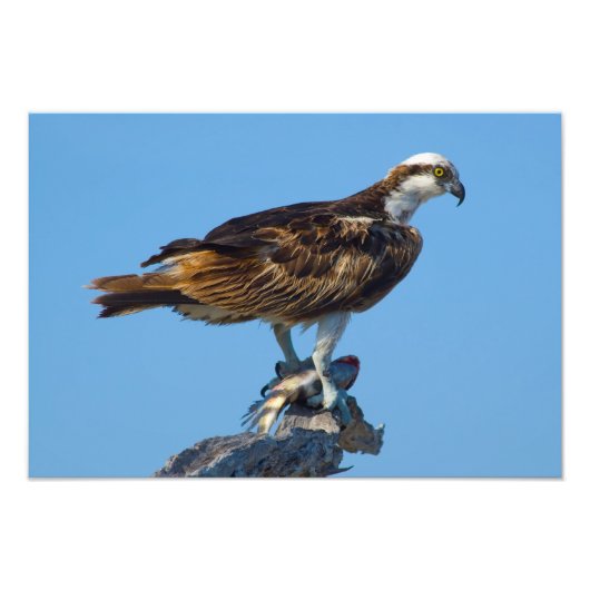 Impression Photo Balbuzard pêcheur, Floride (Devant)