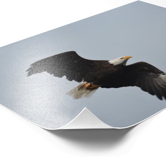 Impression photo Bald Eagle (Coin)