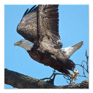 Impression Photo Bald Eagle décolle