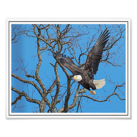 Impression Photo Bald Eagle en vol (Devant)