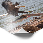 Impression Photo Bald Eagle essaie de s'envoler avec Saumon (Coin)