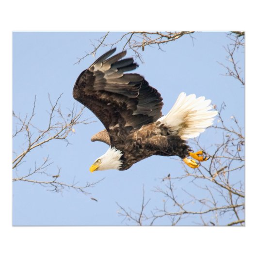 Impression Photo Bald Eagle Eyes (Devant)