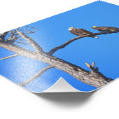 Impression Photo Bald Eagle Pair à Money Bayou, Floride (Coin)
