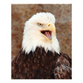 Impression Photo Bald Eagle Screech (Devant)
