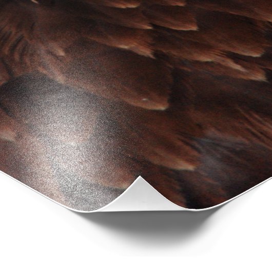 Impression Photo Bald Eagle Screech (Coin)