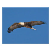 Impression Photo Bald Eagle Sky High (Devant)