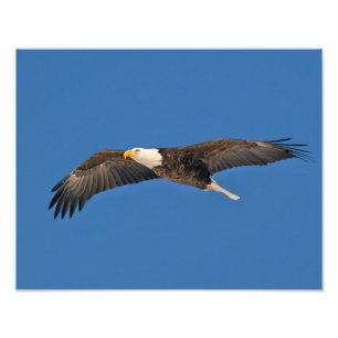 Impression Photo Bald Eagle Sky High